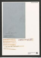 Diatomeae indet. Zeichnungen Sammlung Grunow (NHMW-BOT-W0375337)